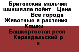 Британский мальчик шиншилла-пойнт › Цена ­ 5 000 - Все города Животные и растения » Кошки   . Башкортостан респ.,Караидельский р-н